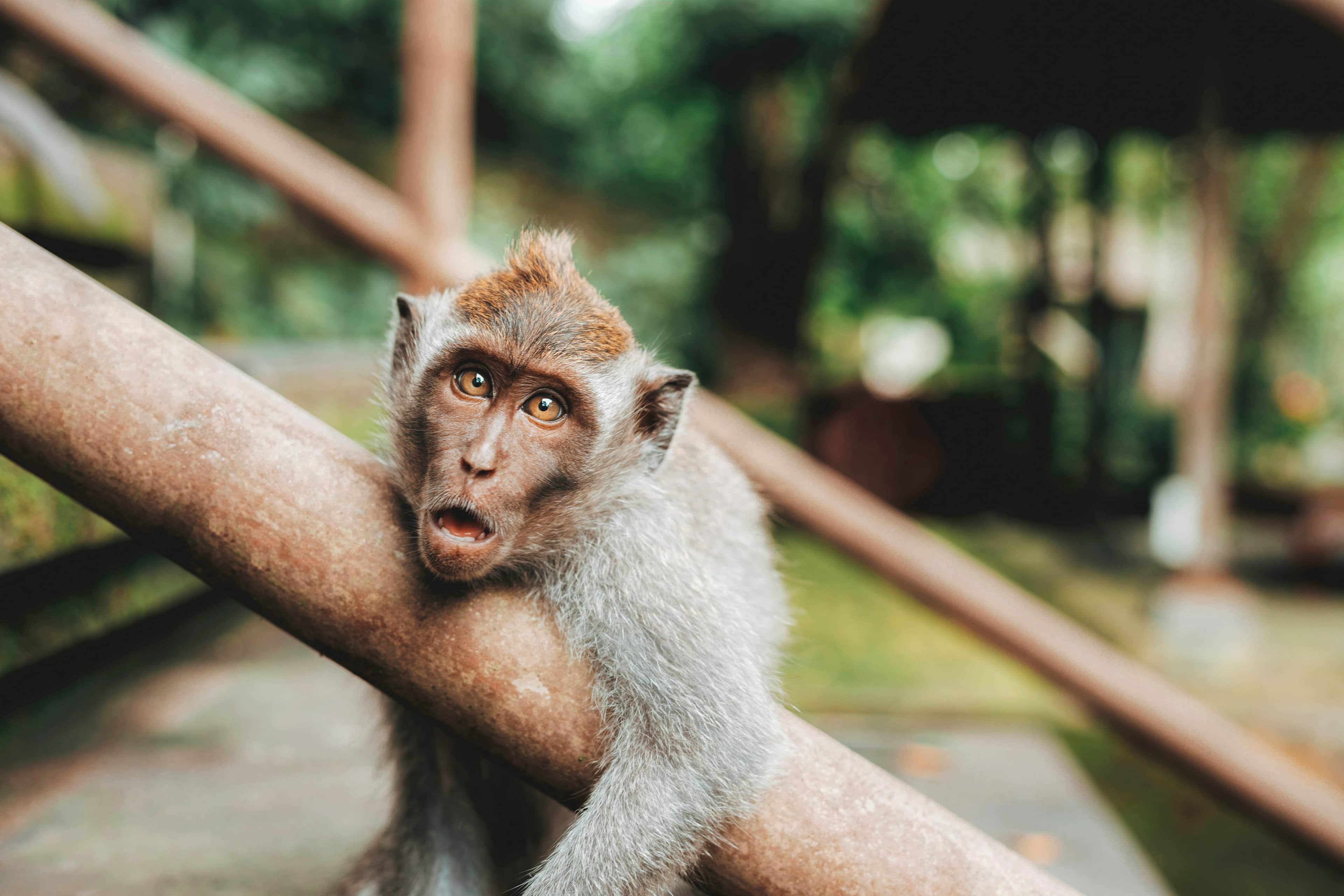 Long-tailed macaque monkey in Ubud, Bali