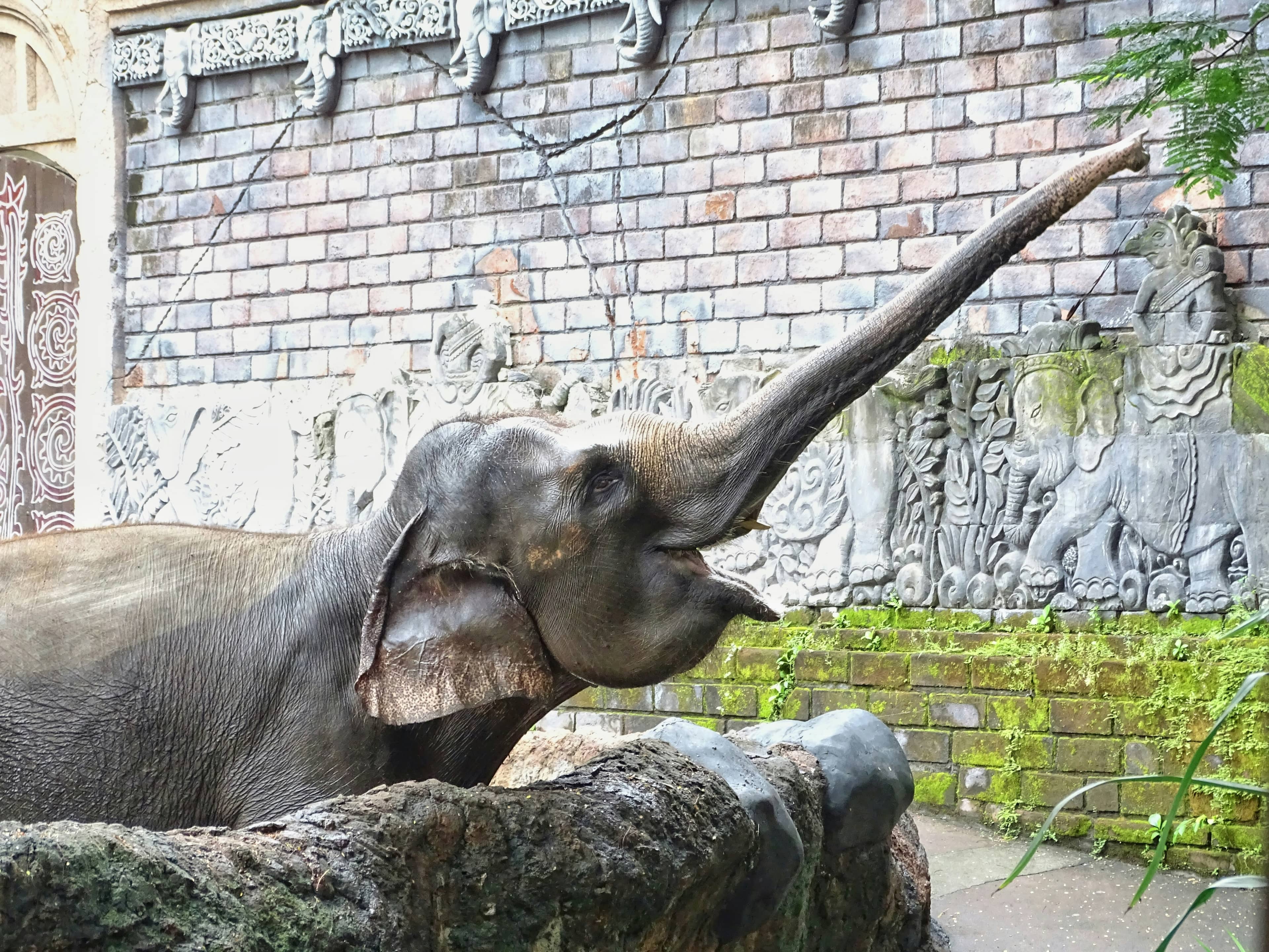 An elephant in the Gianyar area of Bali