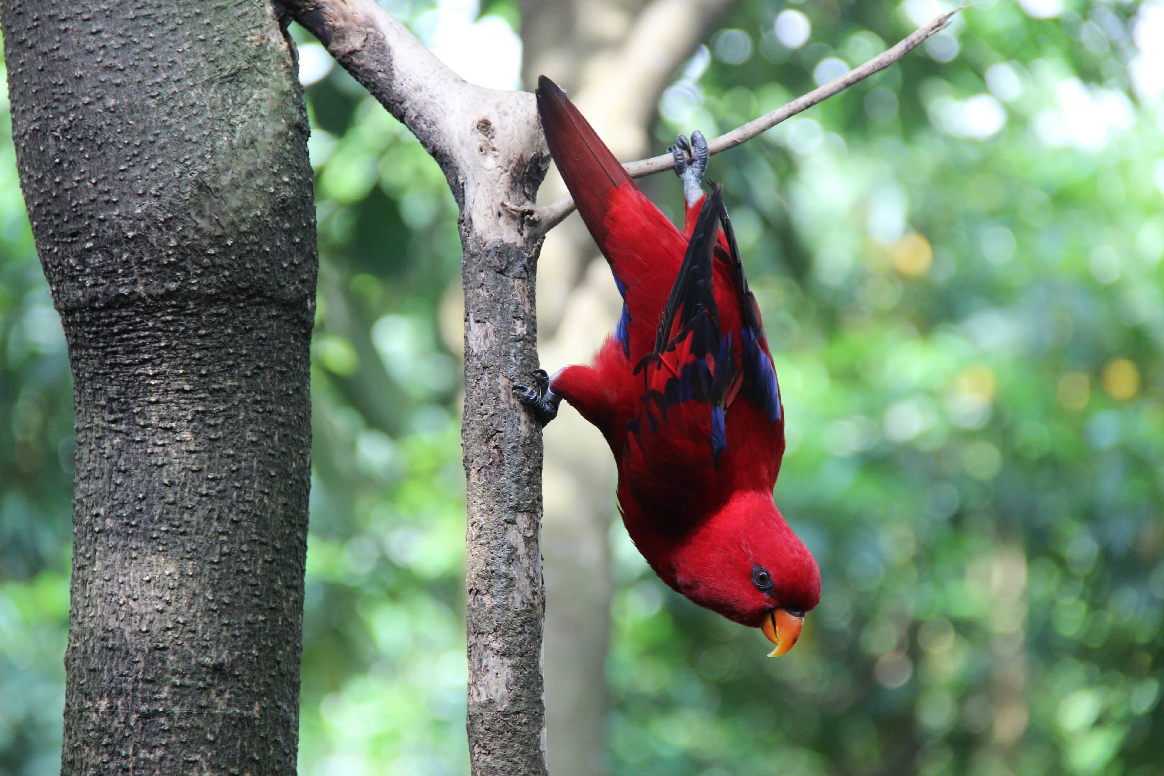 Red tropical bird at Bali Bird Park, Gianyar, Bali