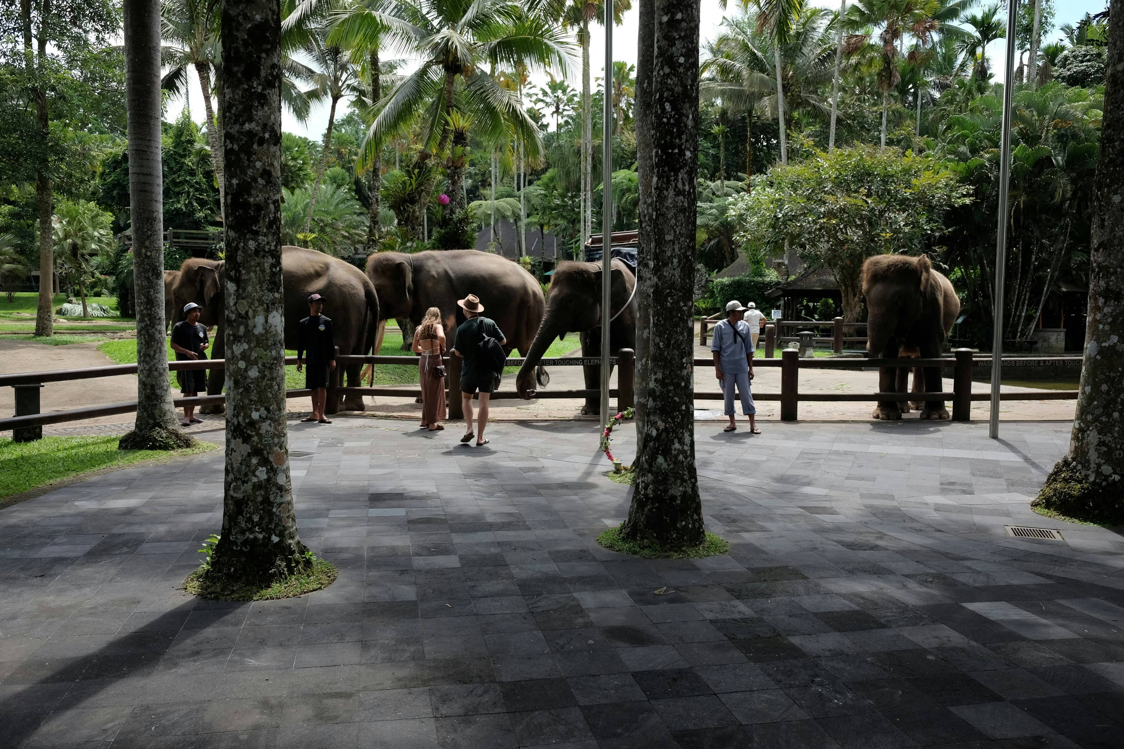 Visitors watching elephants at Elephant Safari Park Lodge, Taro, Gianyar Regency, Bali