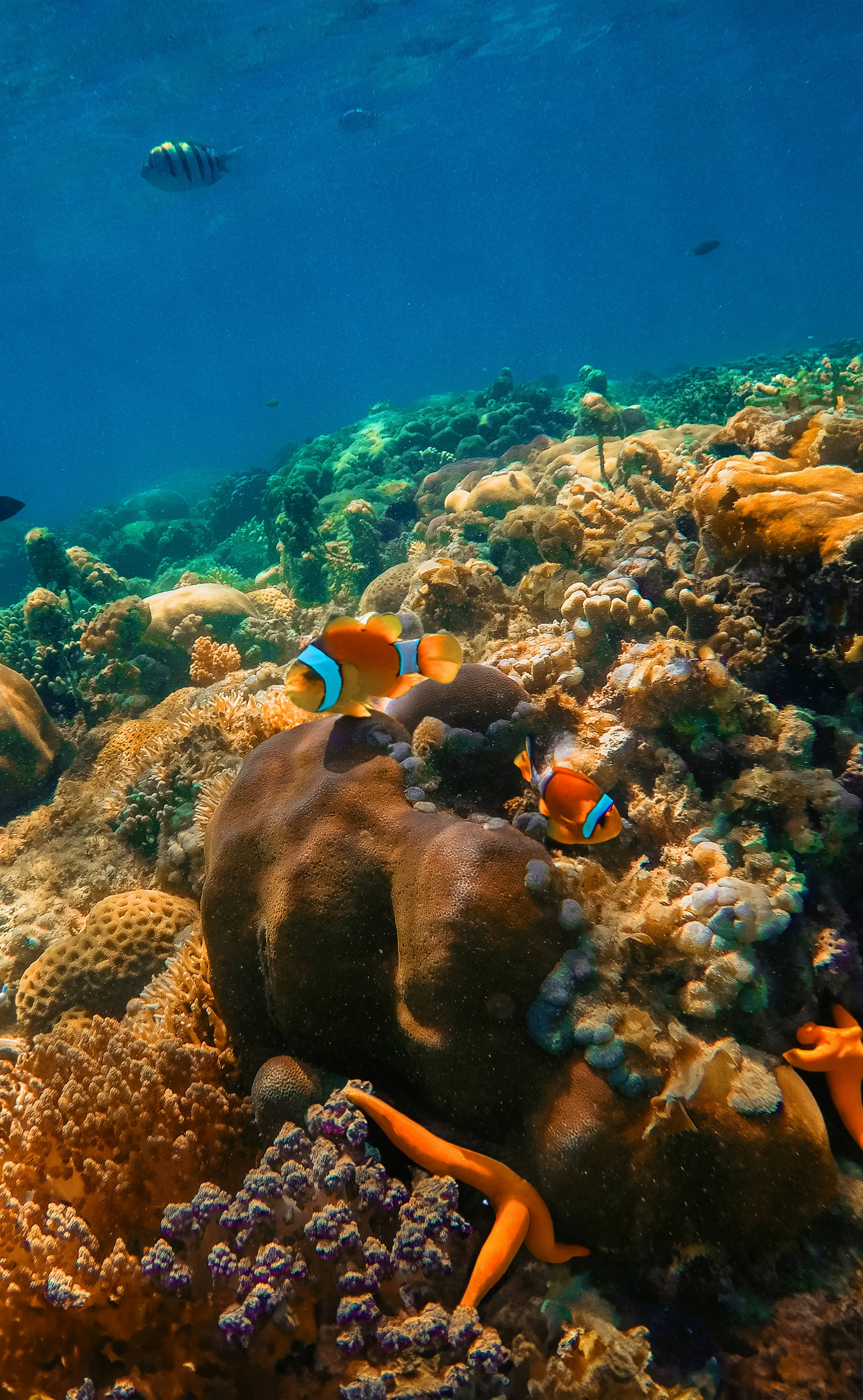 Coral reef with tropical fish underwater off Nusa Penida, Bali