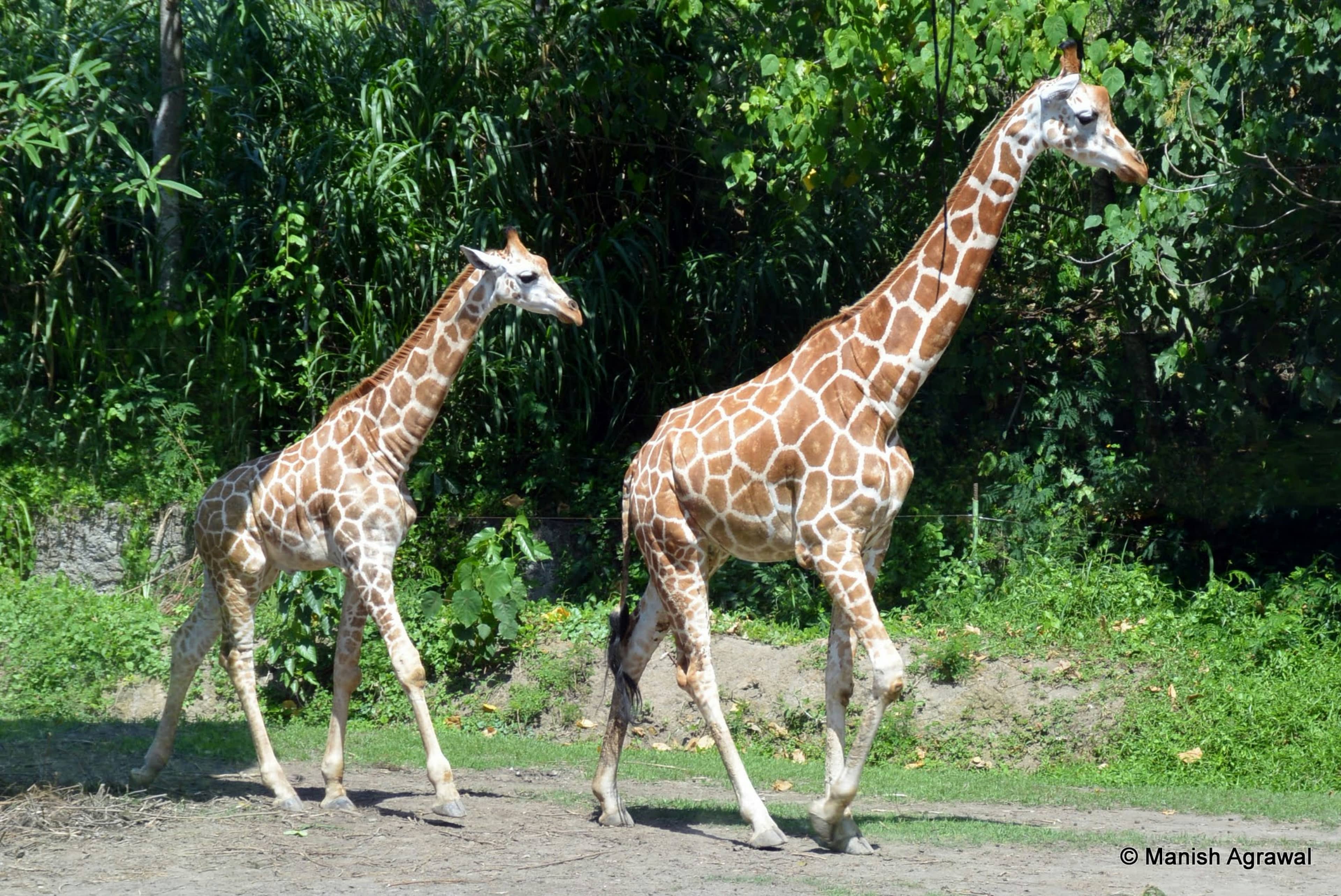 A giraffe in Bali